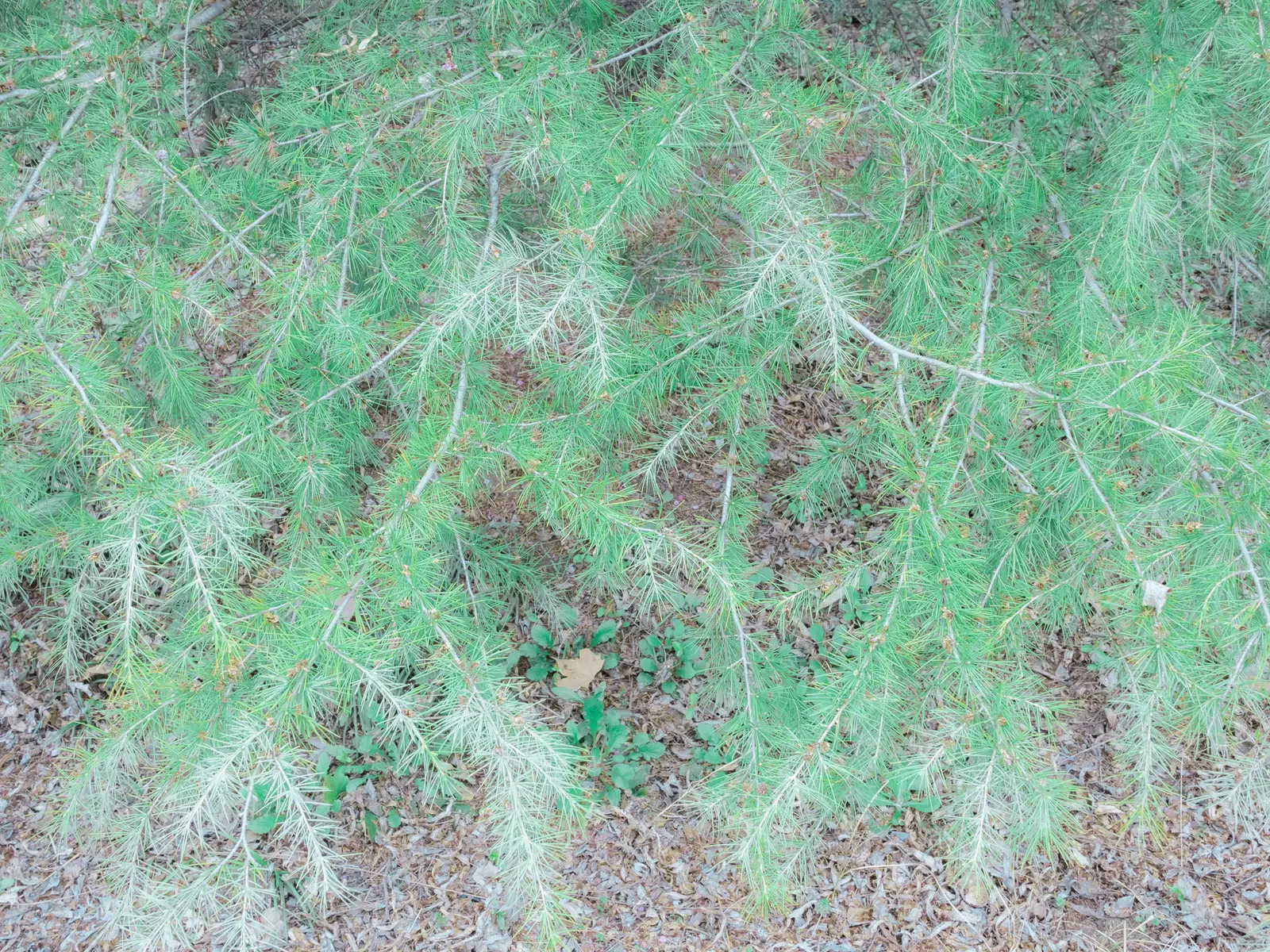 040 611c706c